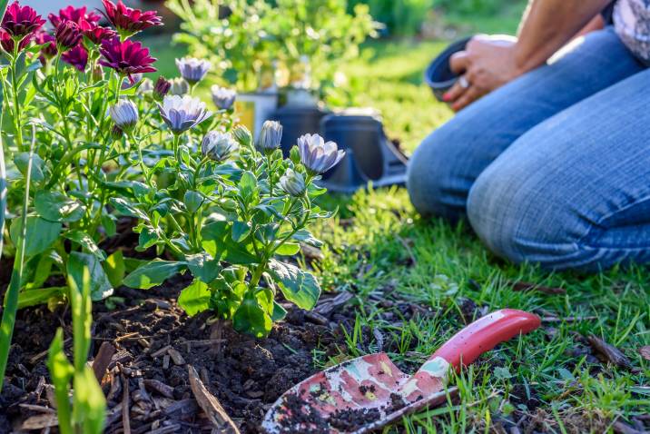 Low angle, woman gardening on a sunny spring day, gardening side job