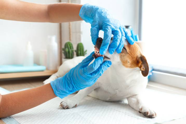 Pet dentist. A veterinarian in blue gloves examines the teeth of a Jack Russell Terrier dog