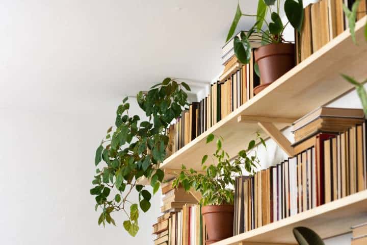 wooden bookshelf with indoor plants