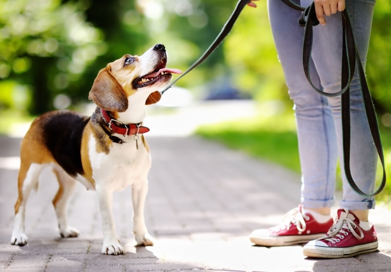 Young woman walking with Beagle dog in the summer park