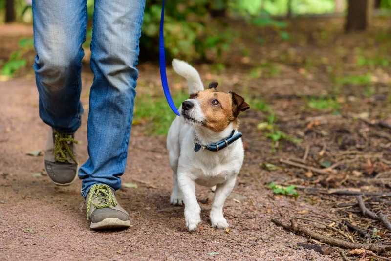 A man walking his dog along a dog walking path