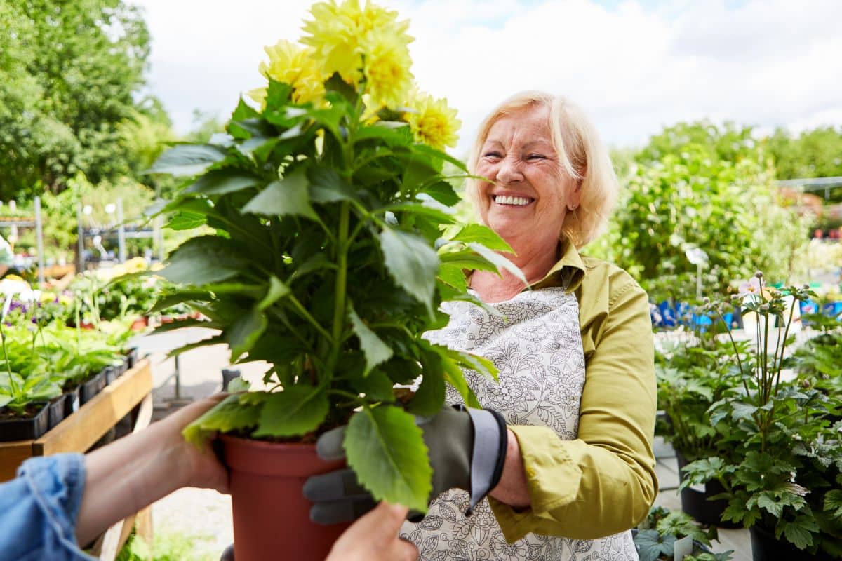 Elderly laughing mother as daughter hands over a potted plant 