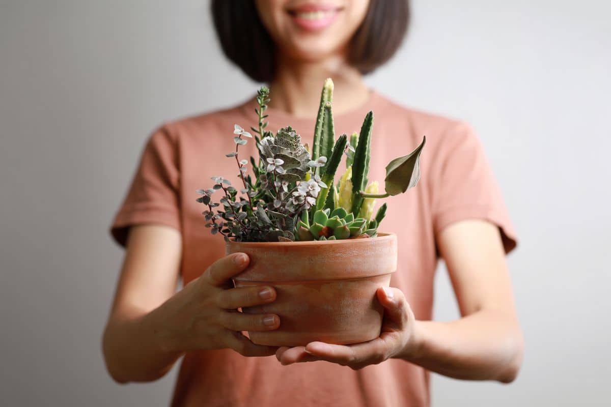 Cropped image of woman holding mixed succulent potted plant. Beautiful indoor plants as a Mother’s Day gift, bouquet alternative