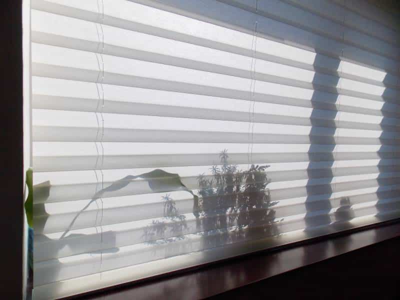 white pleated blinds, shadows of indoor plants shine through
