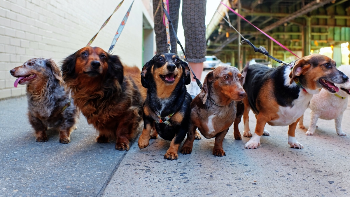 A pack of dogs, mostly dachshunds, being walked by single person in the background on city sidewalk