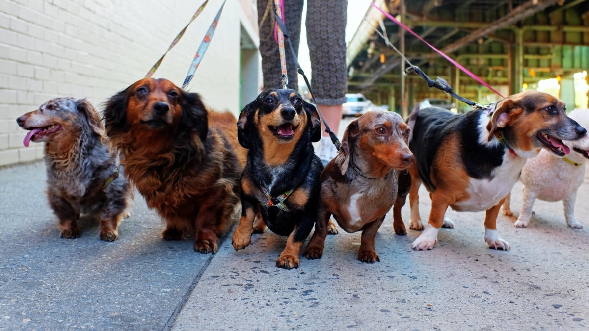 Best dog walking sales sites