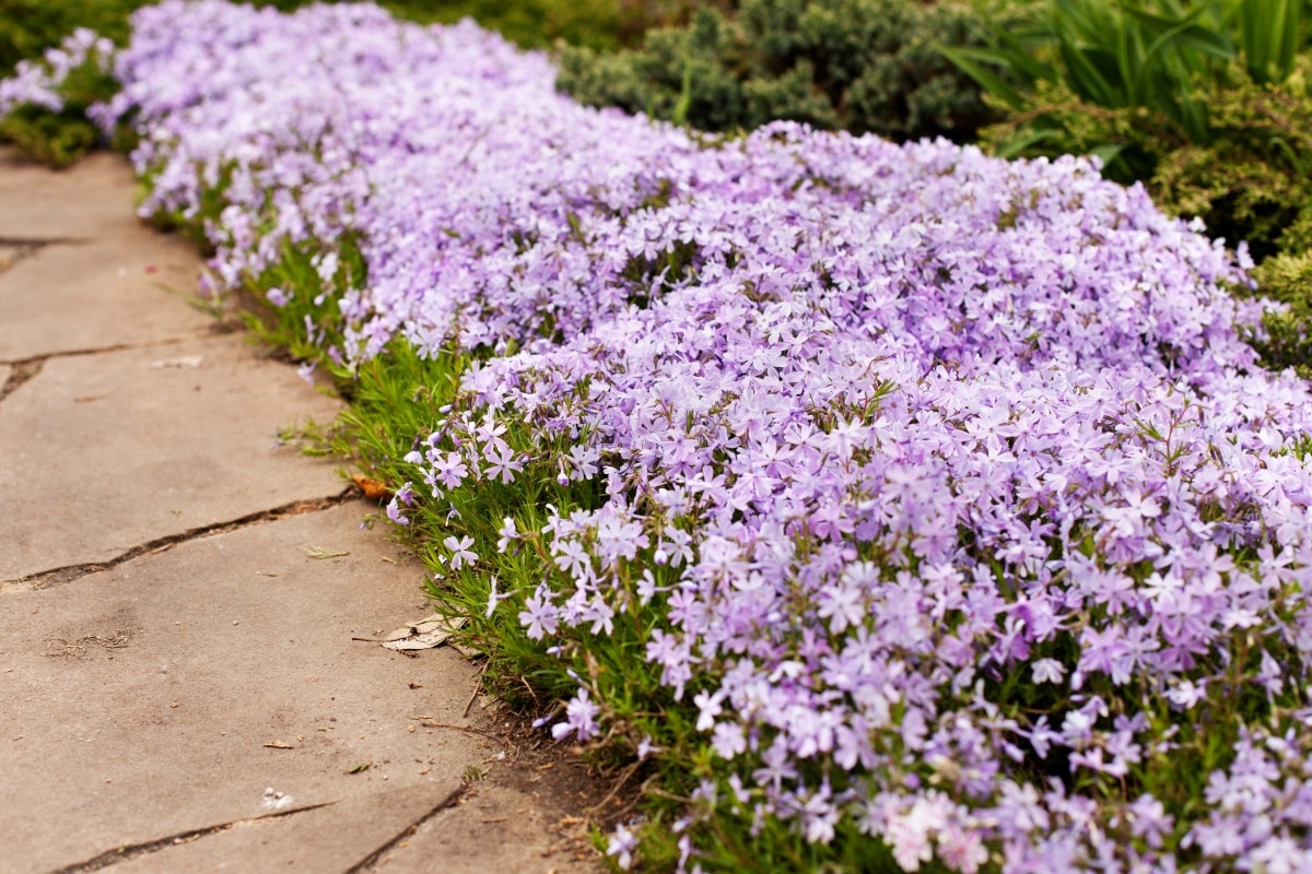 ground cover blooming plant