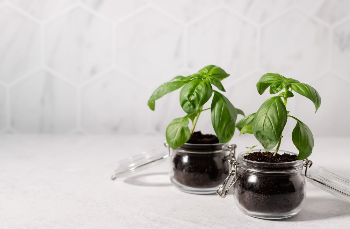 fresh basil in glass jars