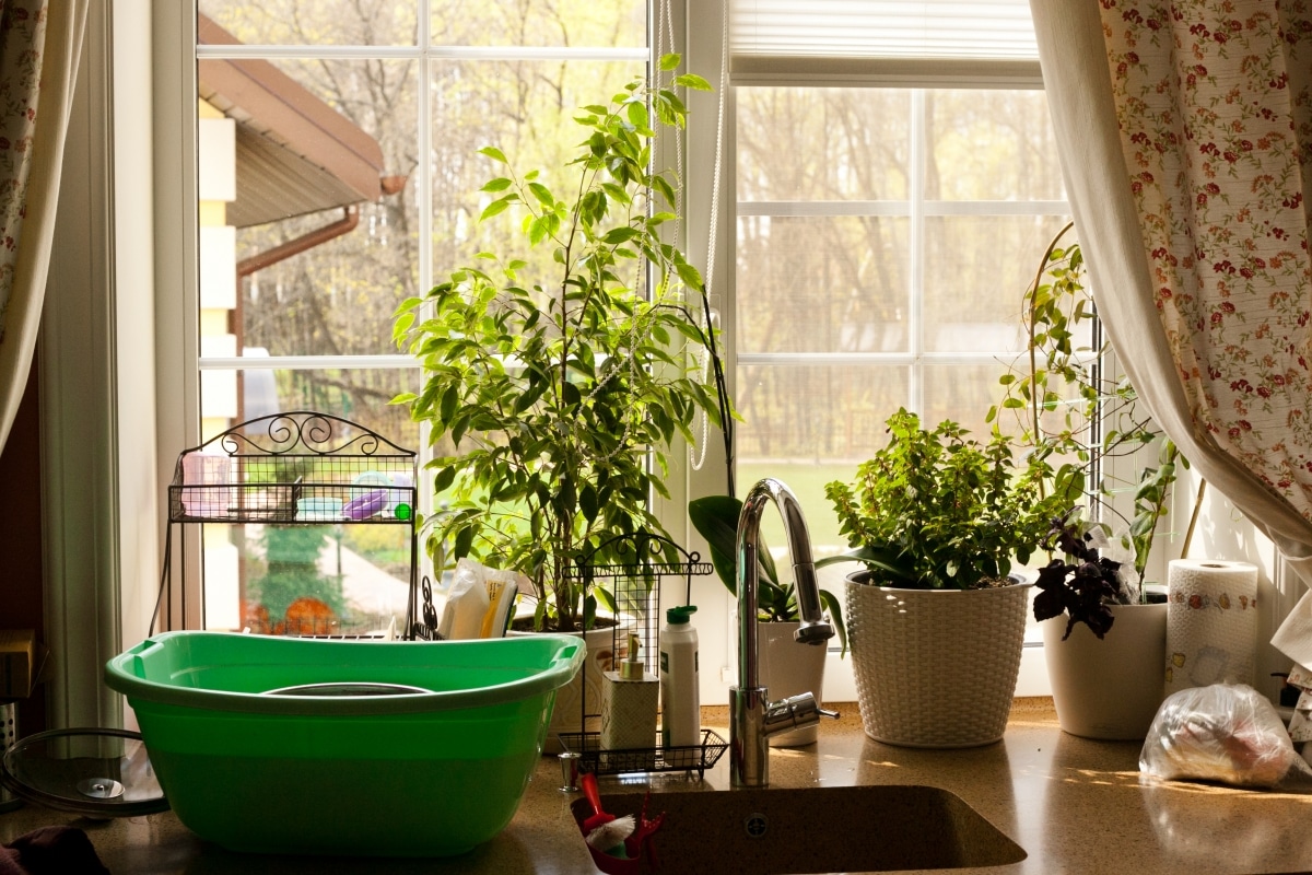 potted herbs by sink with garden view