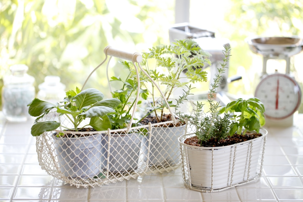 group of herbs in basket