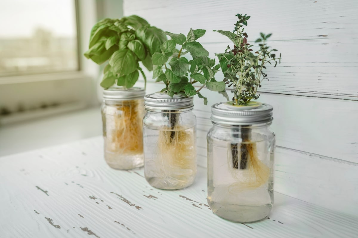 fresh herbs grown in mason jars