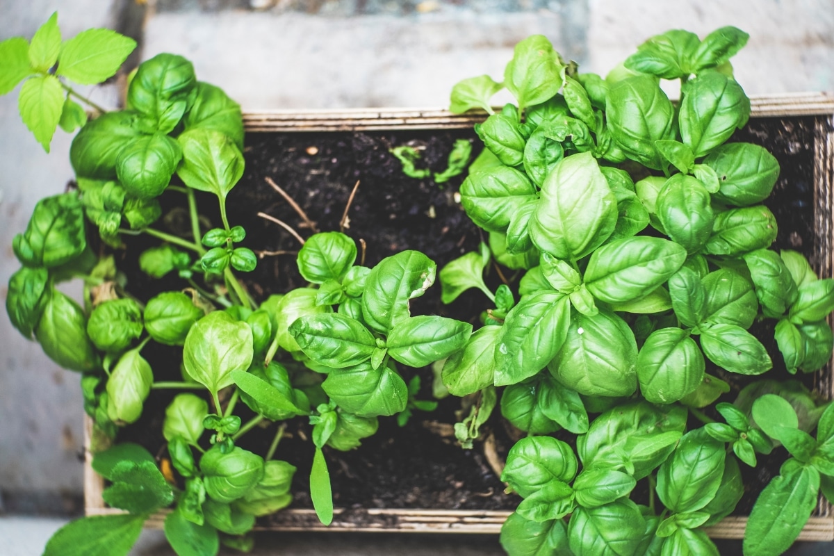 fresh herbs in wood box planter