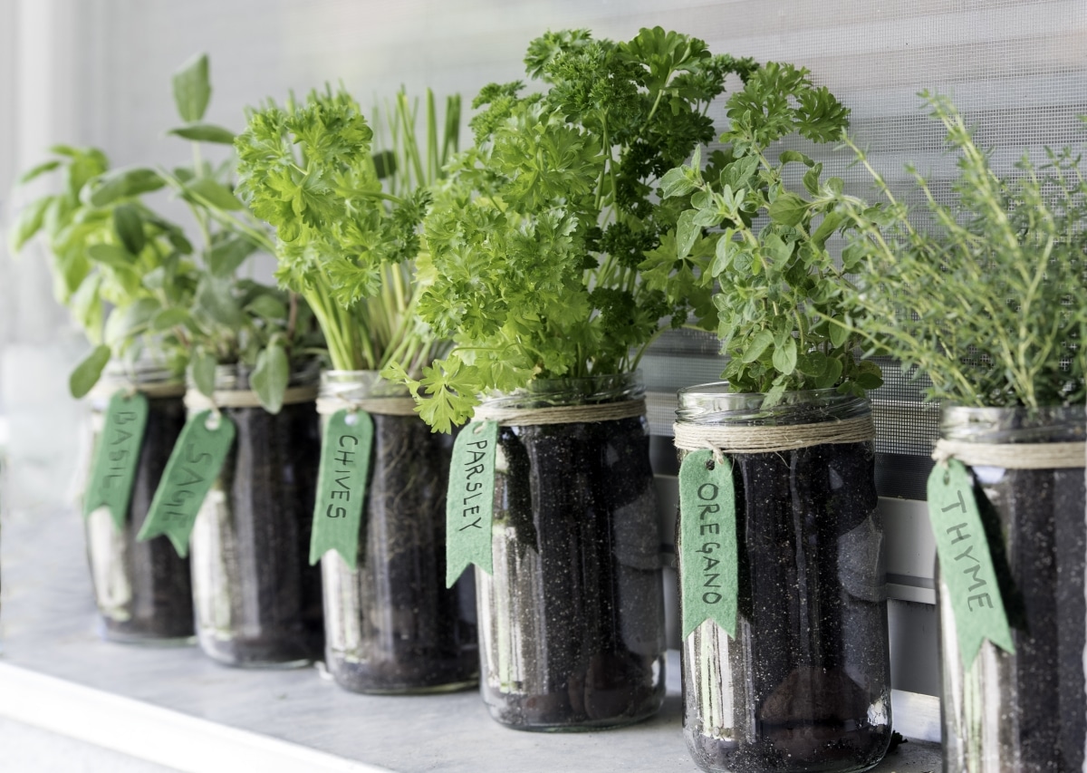 labeled herb garden