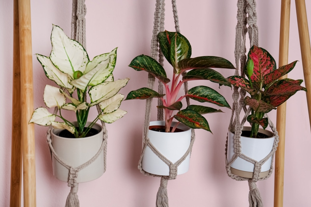 macrame hangers for planters