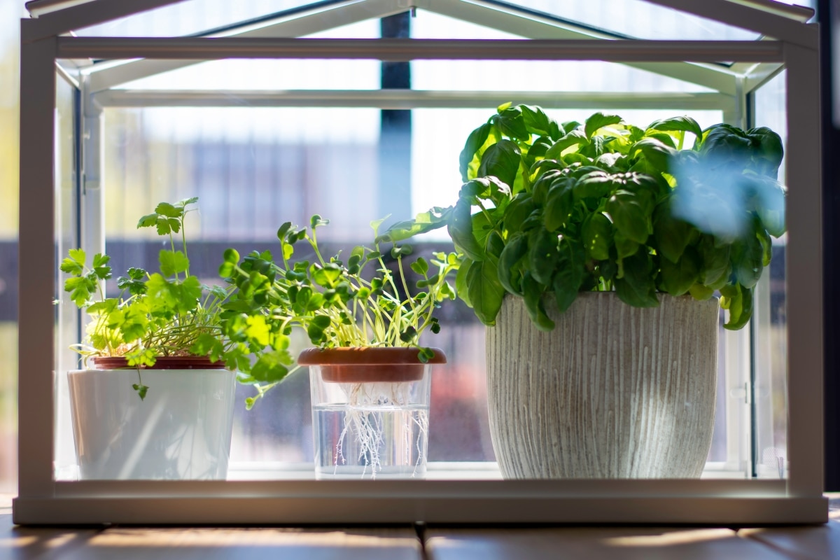 miniature greenhouse for fresh herbs