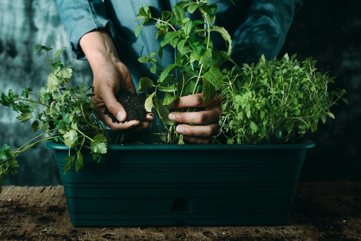 mixed herbs in a planter