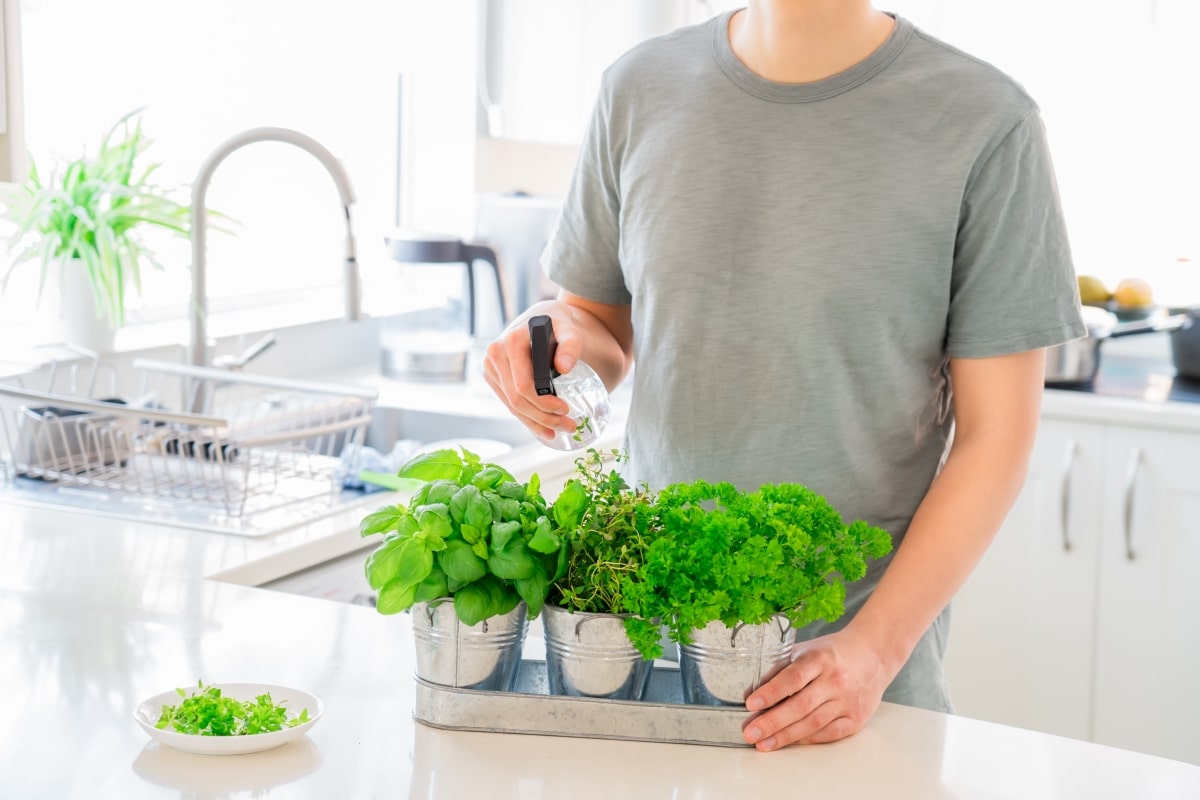 herb planters on counter