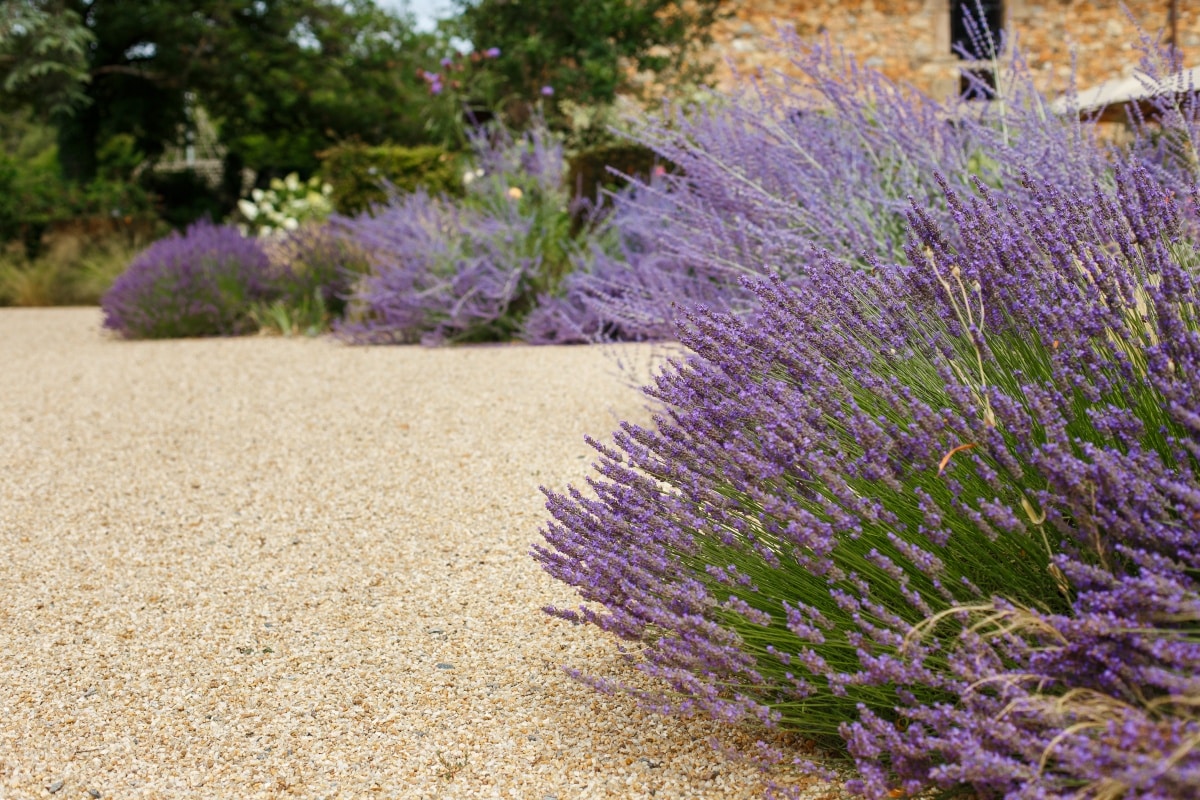 Bushes of violet lavender flowers above pebbles