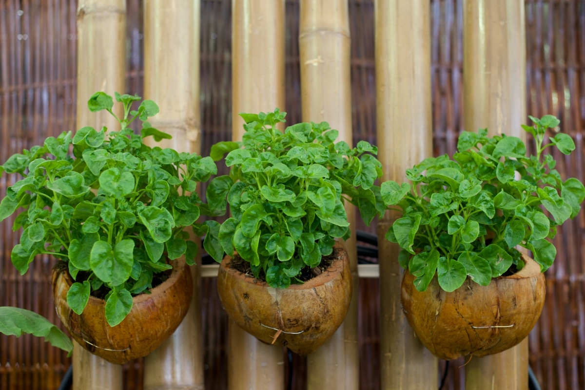 coconut shell planters