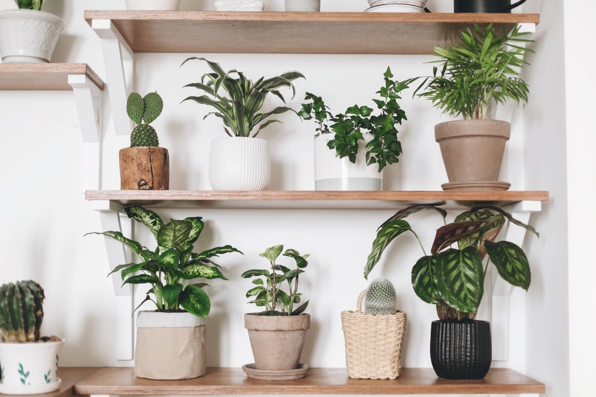 Stylish wooden shelves with green plants and black watering can