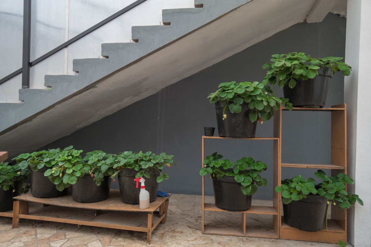Space under stairs used for gardening into pots with wooden rack