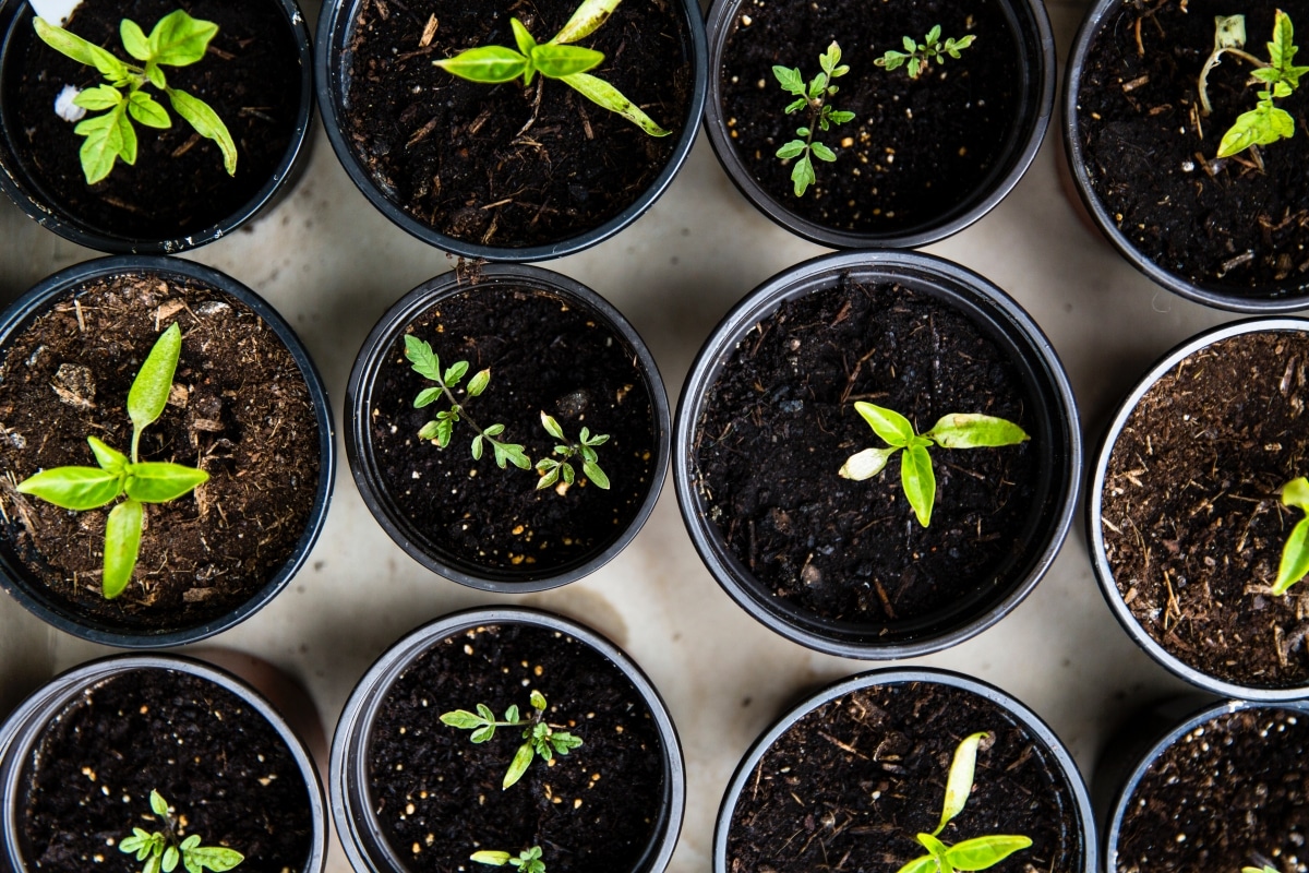 set of potted herbs