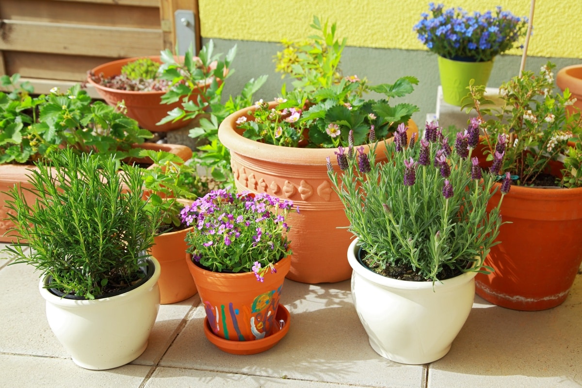potted herbs and flowers
