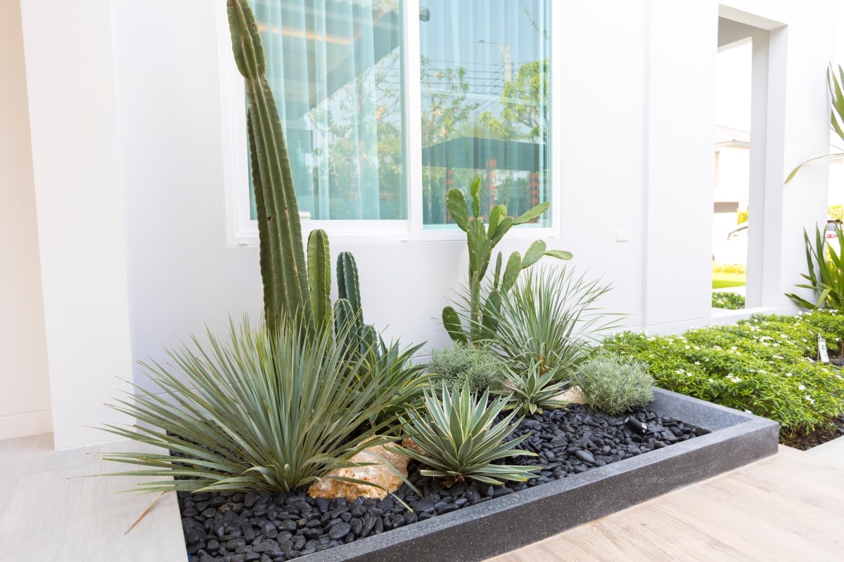 Backyard rockery garden with green small succulent plants