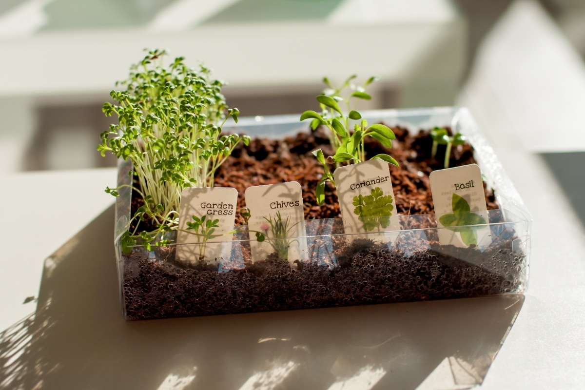 transparent shallow planter for mini herb garden