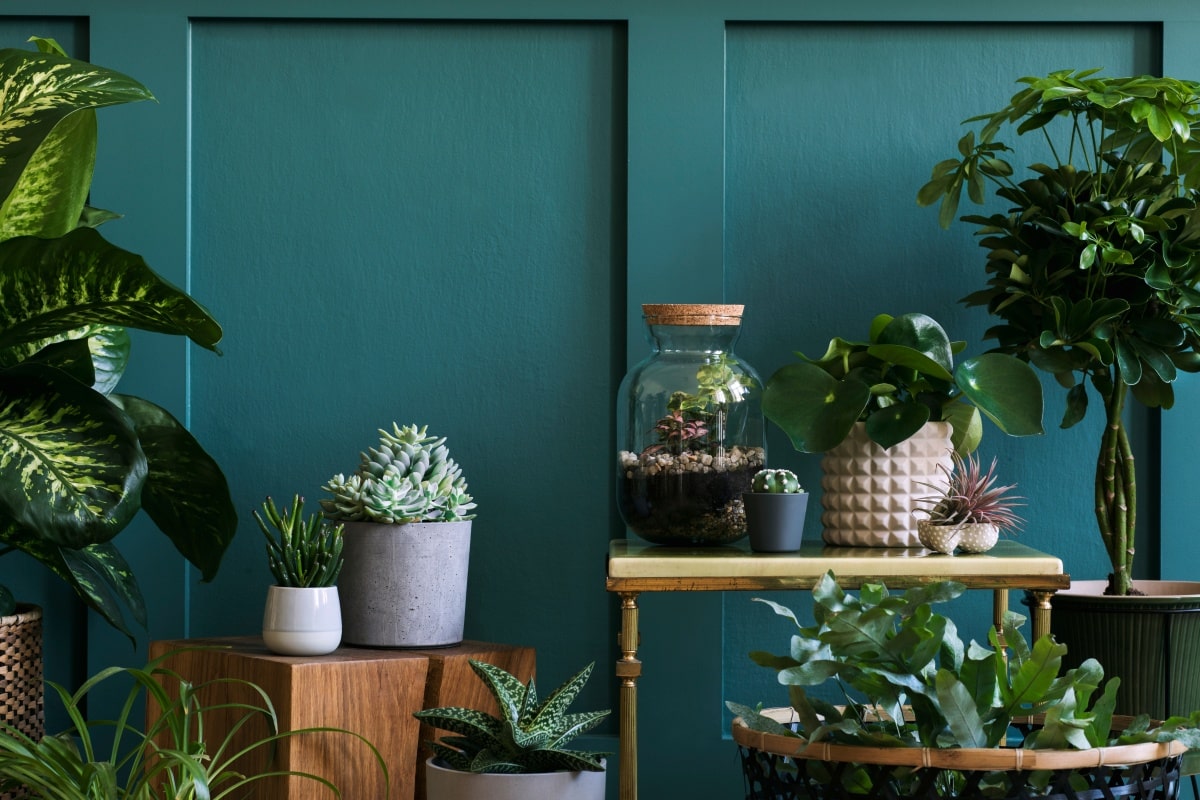 beautiful plants, cacti, and succulents in different design pots