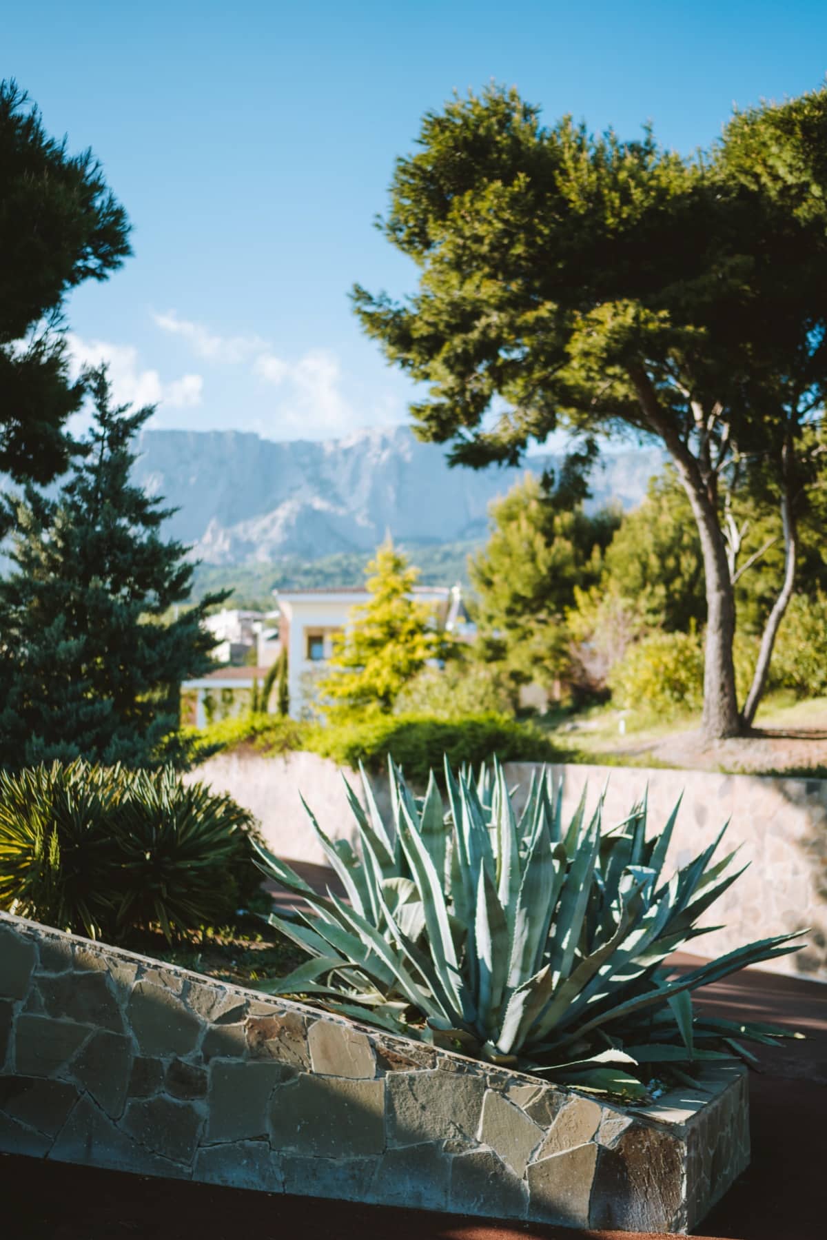 An agave tequilana plant growing in a garden