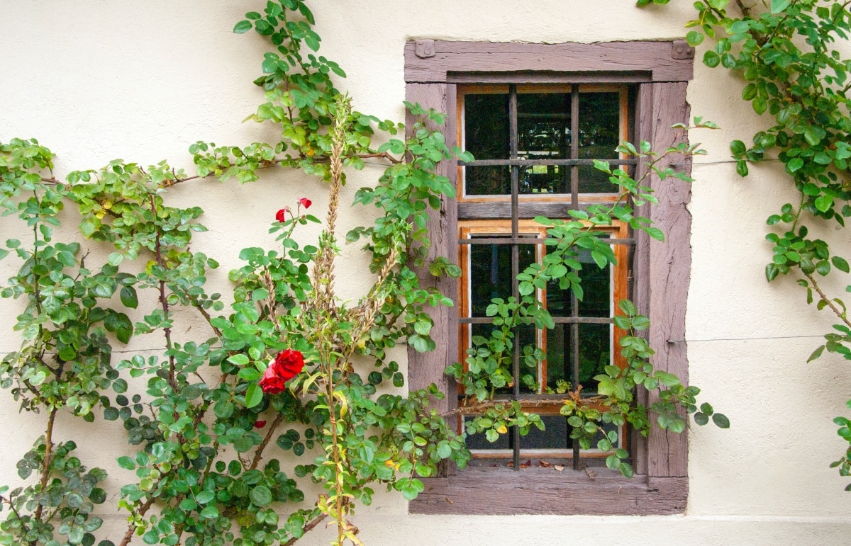 Climbing vines with red flowers on a wall with a window