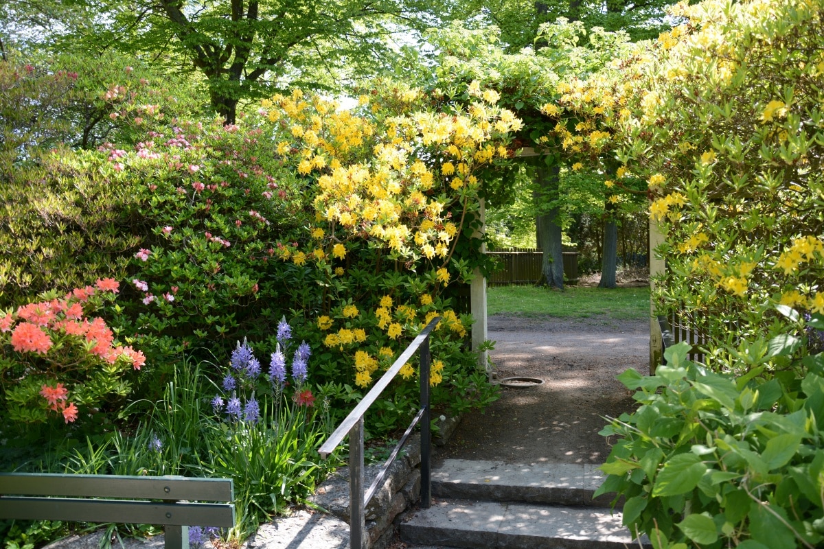 Garden walkway with a stairway leading to an arbour