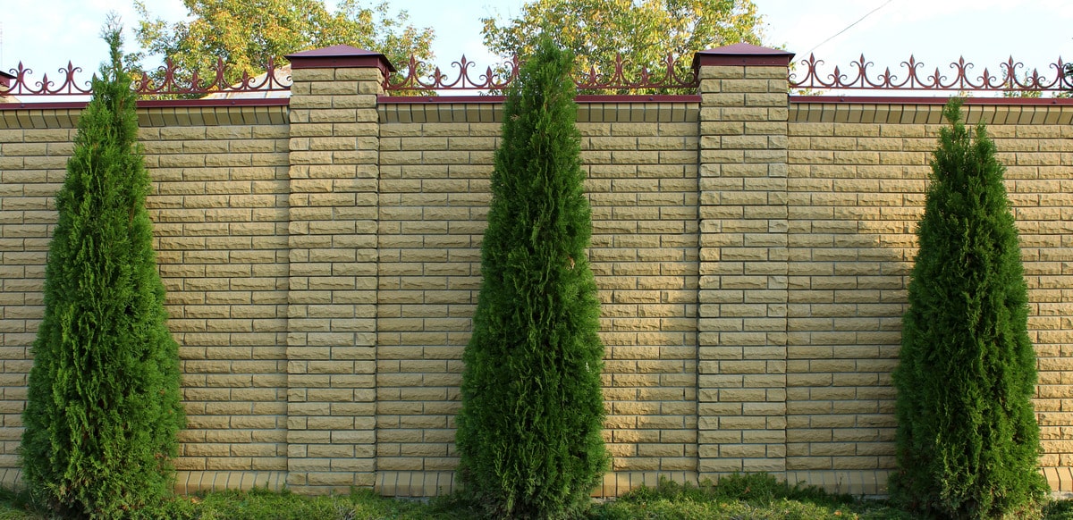 three trees near a brick wall