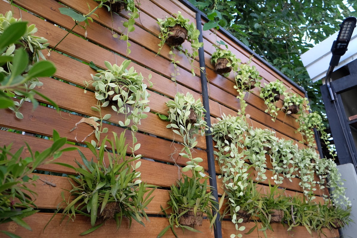 vertical garden on a wood wall