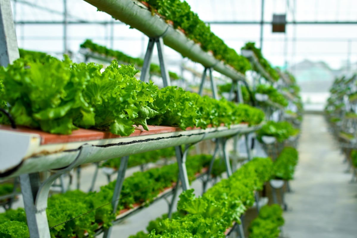 Hydroponic vertical farming systems