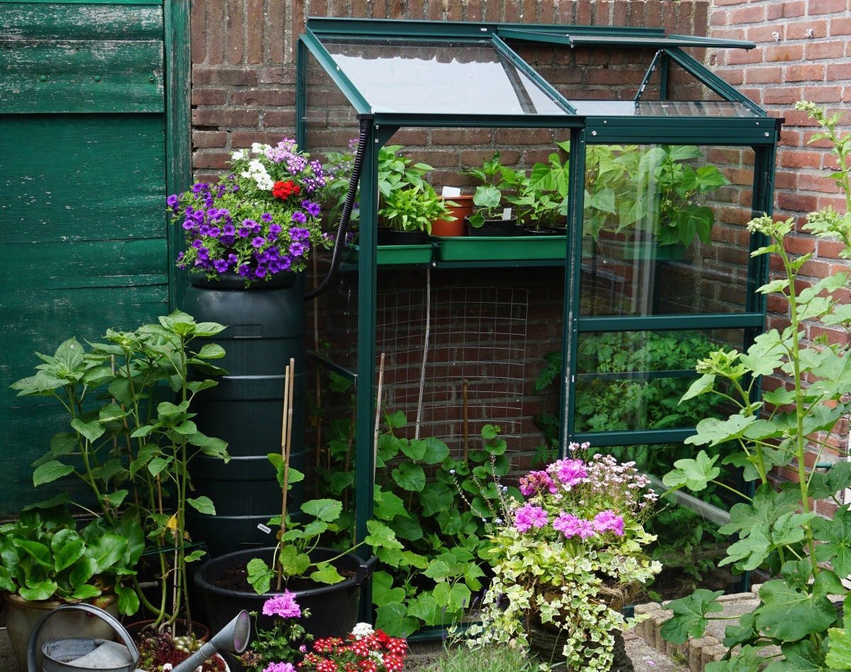 A small garden with little greenhouse in the city