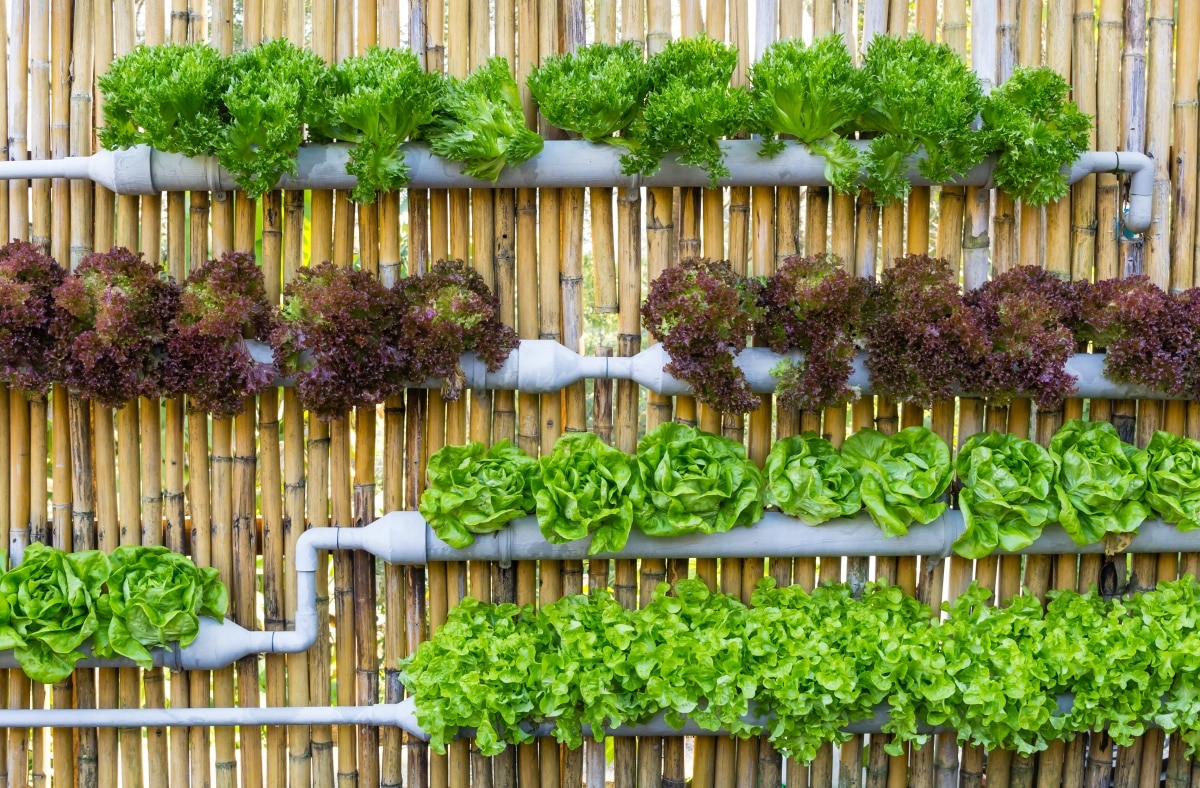 Organic hydroponic vegetables vertical garden