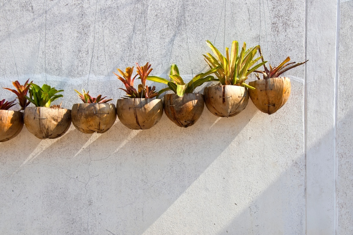 Hanging planters made from coconut hang in-line along white concrete wall