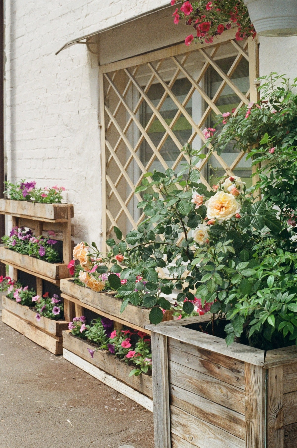 Plants in wooden planters