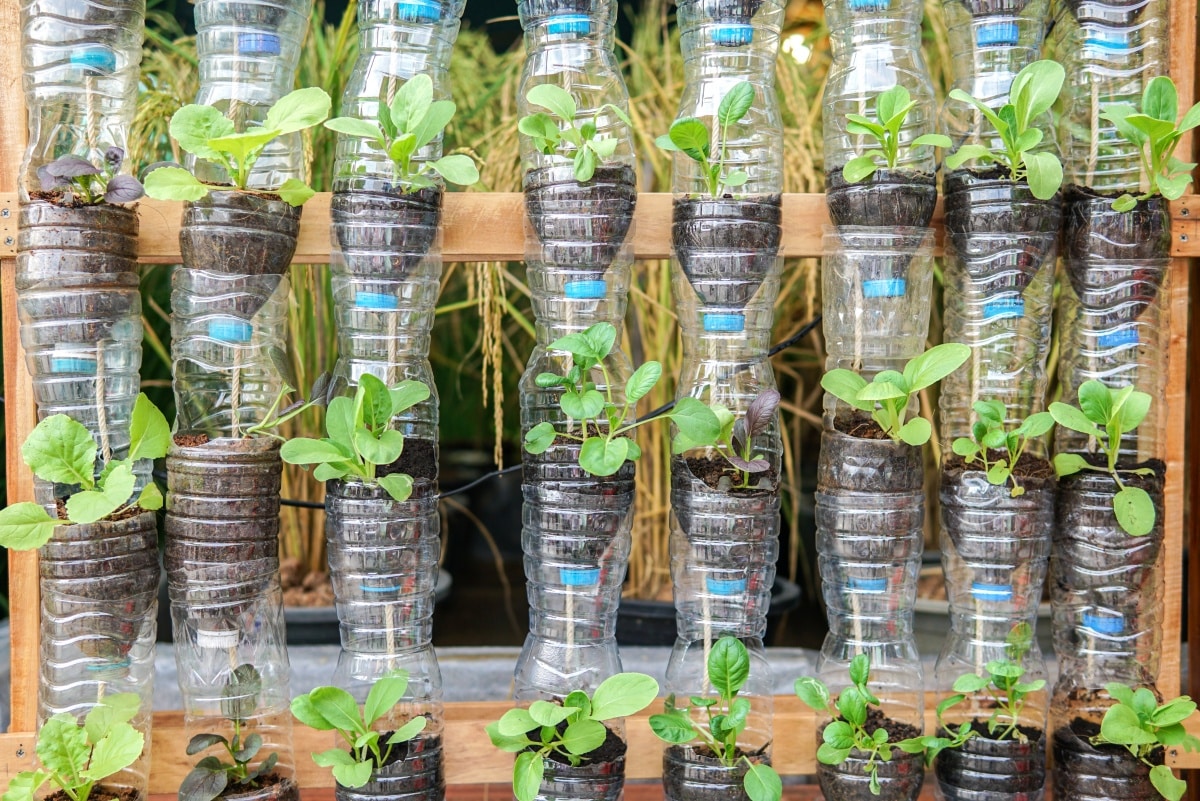 Vegetables growing in recycle plastic bottles