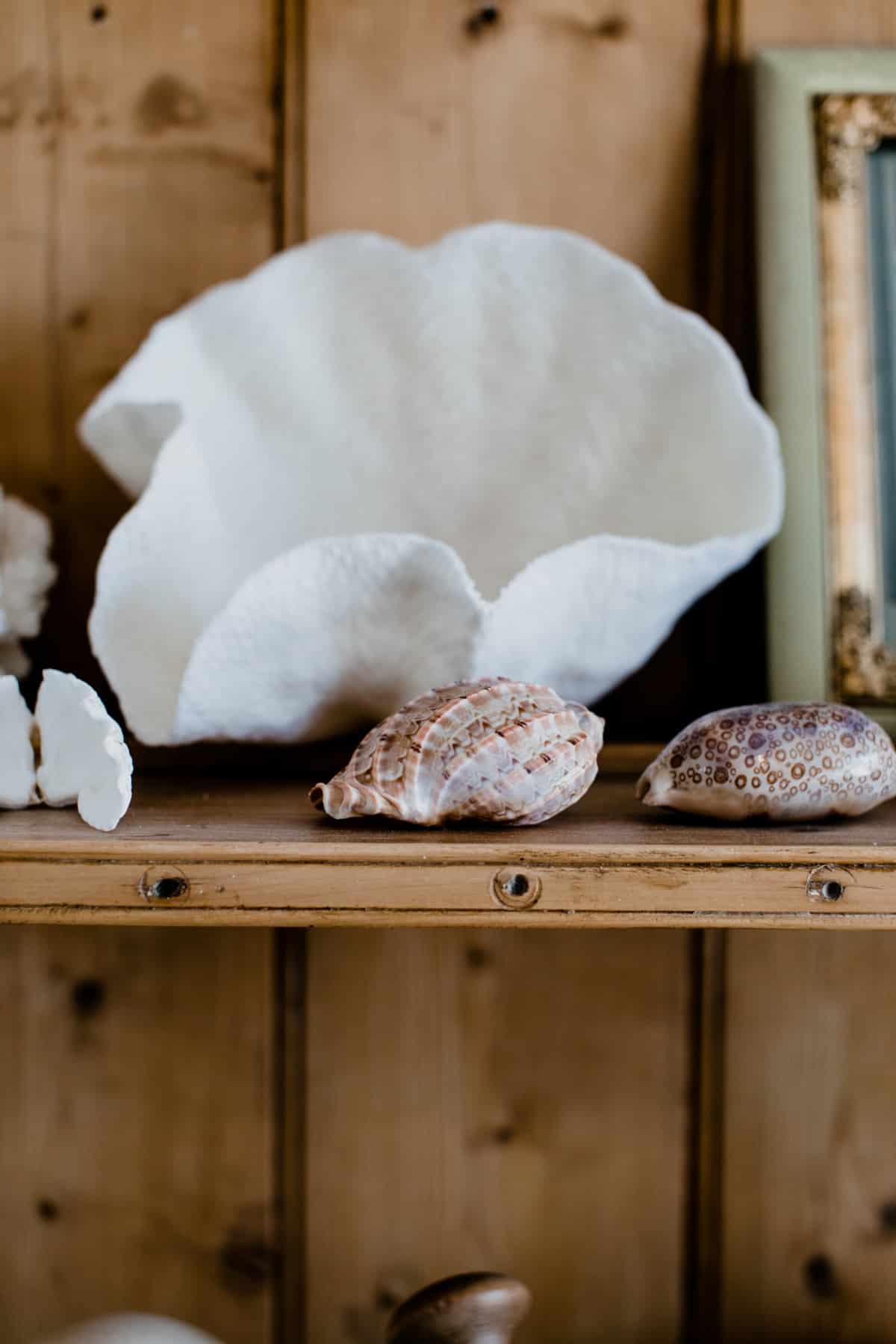 Seashells placed on shelf in apartment