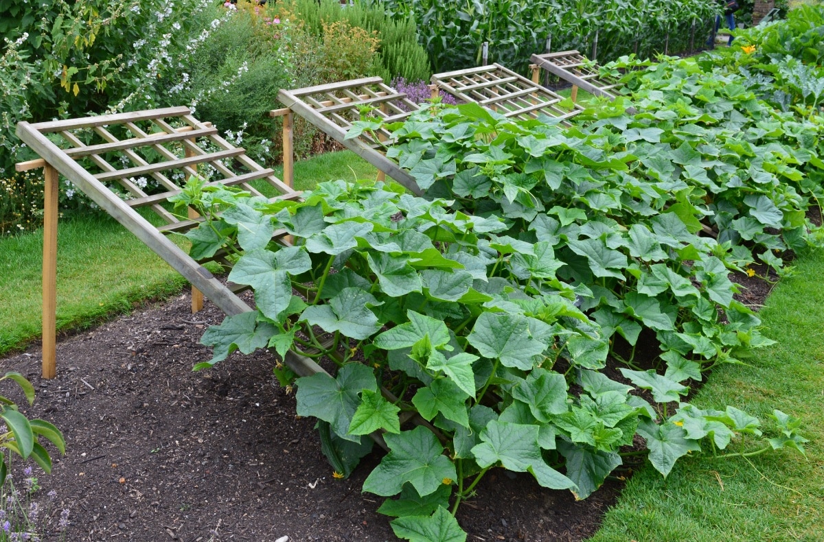 Close up of cucumber plants growing on a trellis in an upwards angle in the vegetable garden