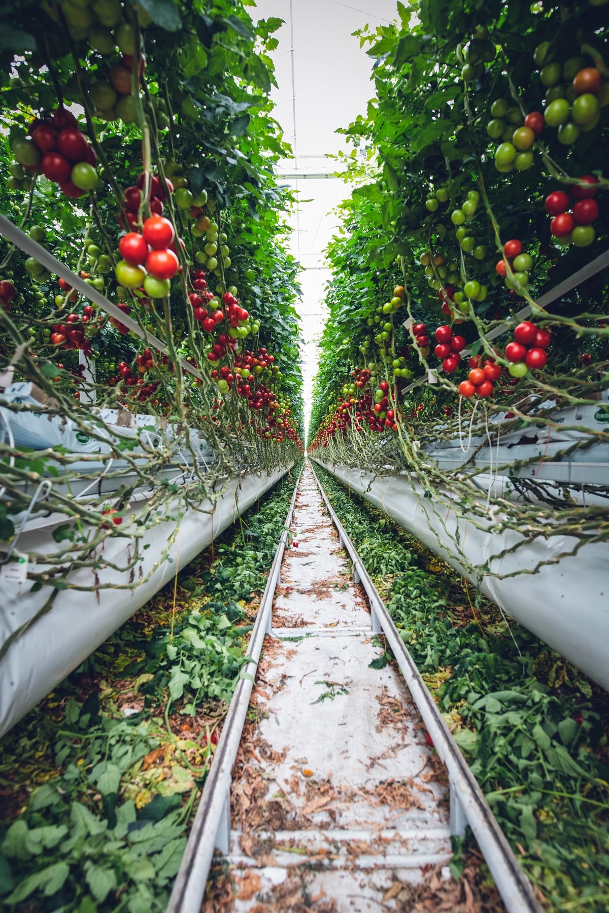 Vertical gardening in a glasshouse for tomatoes