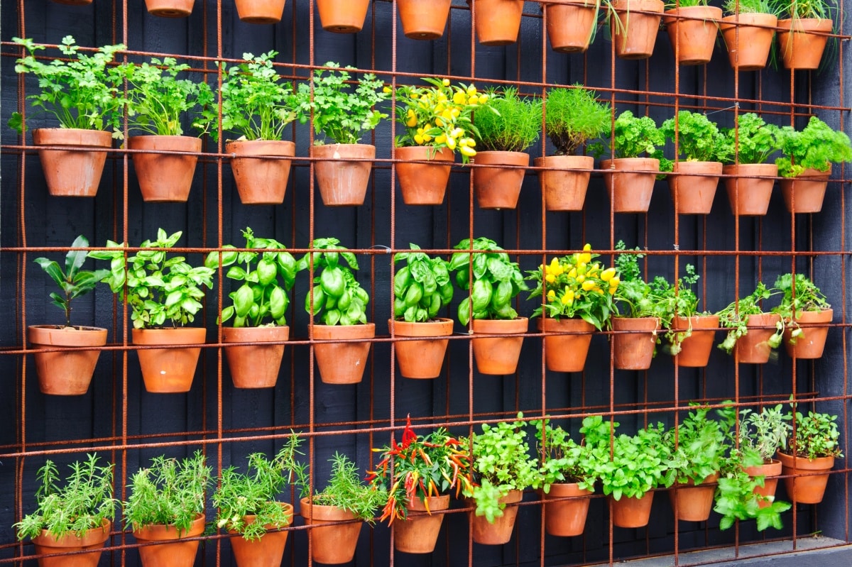 Vertical herb garden of individual terracotta pots