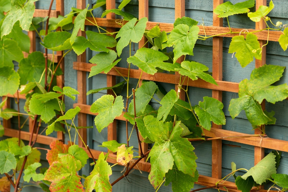 young grape vines on a wooden trellis structure in garden