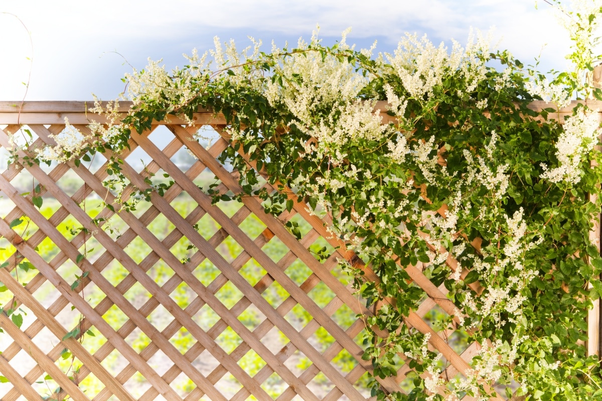 vine over a lattice fence on a sunny day
