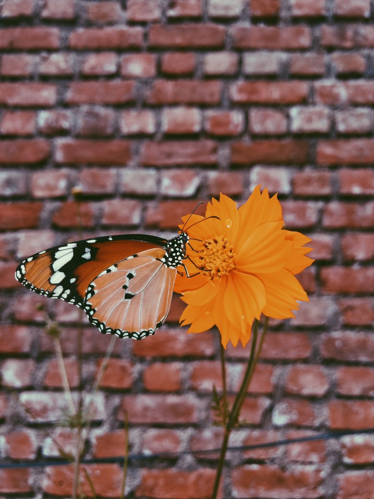 Butterfly in a flower garden
