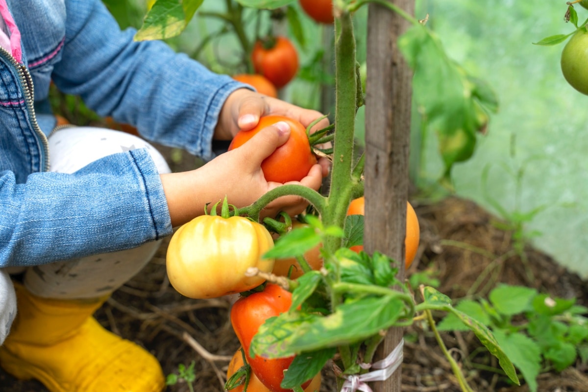 A child picking a ripe tomato from a vegetable patch