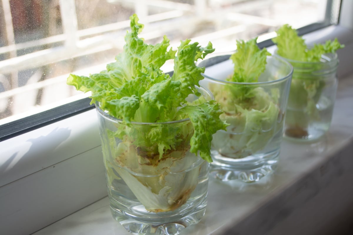 Lettuce scraps beside the window